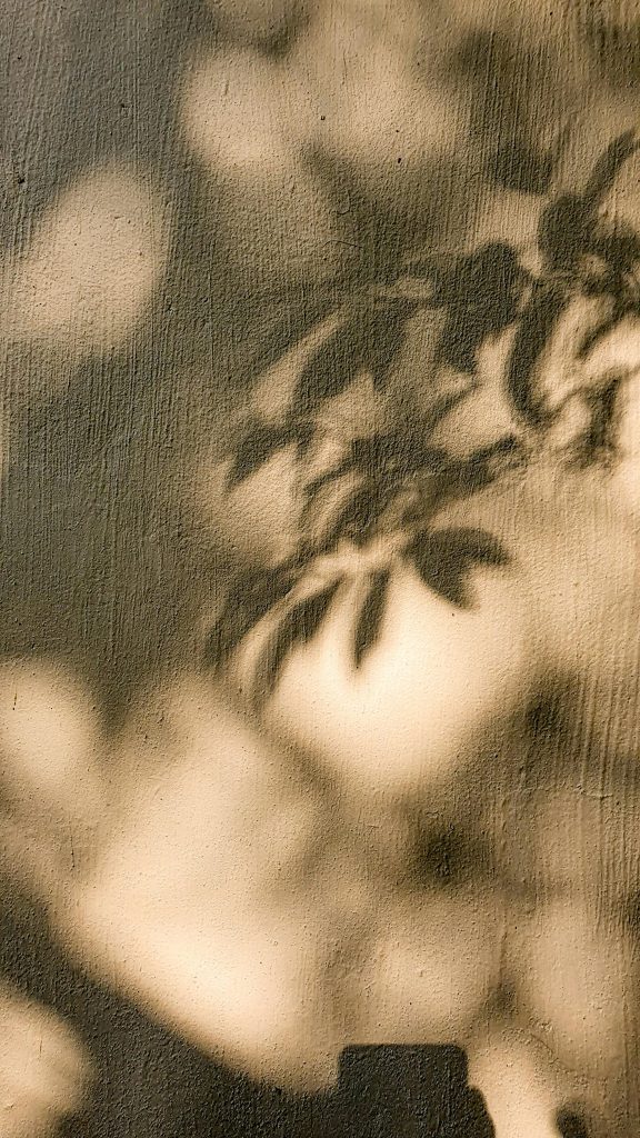 pexels animesh srivastava 3019173 8207693